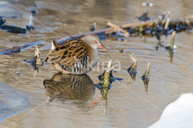 Waterrail (Rallus aquaticus)