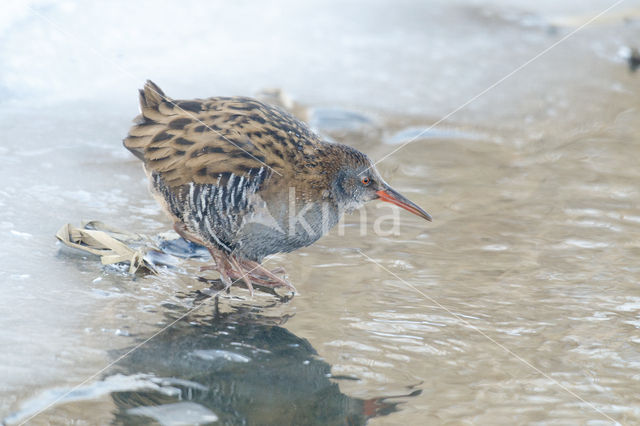 Waterrail (Rallus aquaticus)