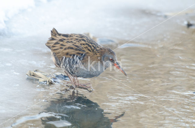 Waterrail (Rallus aquaticus)