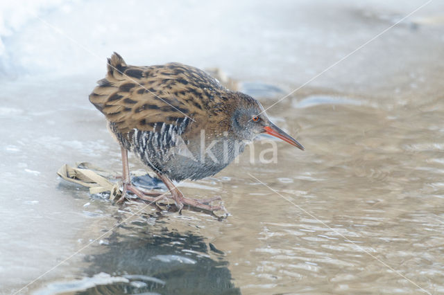 Waterrail (Rallus aquaticus)