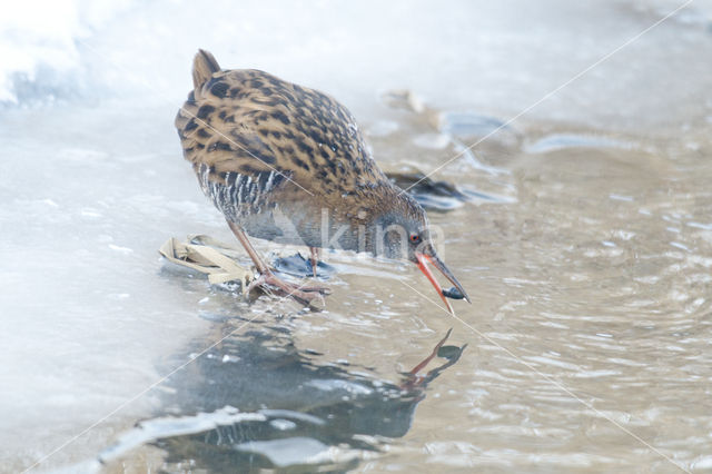 Waterral (Rallus aquaticus)