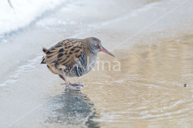 Waterrail (Rallus aquaticus)