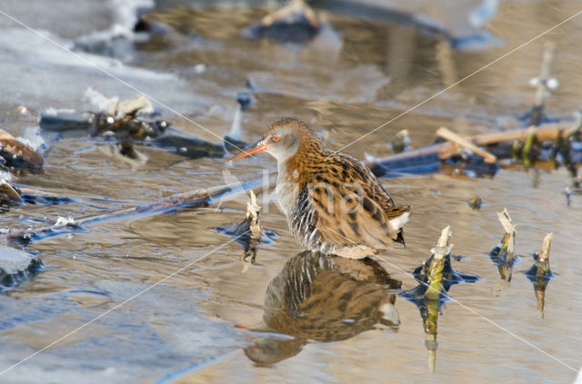 Waterrail (Rallus aquaticus)