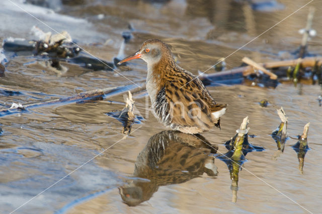 Waterrail (Rallus aquaticus)