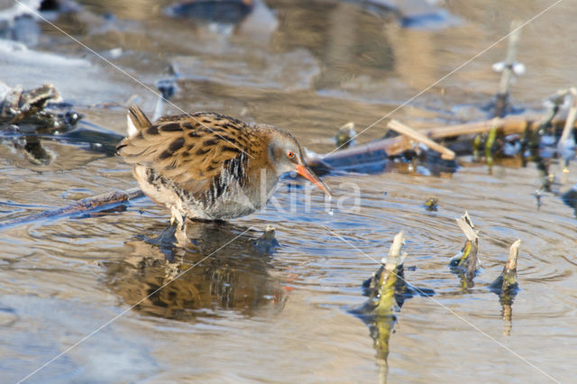 Waterrail (Rallus aquaticus)