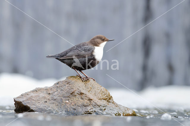 White-throated Dipper (Cinclus cinclus)