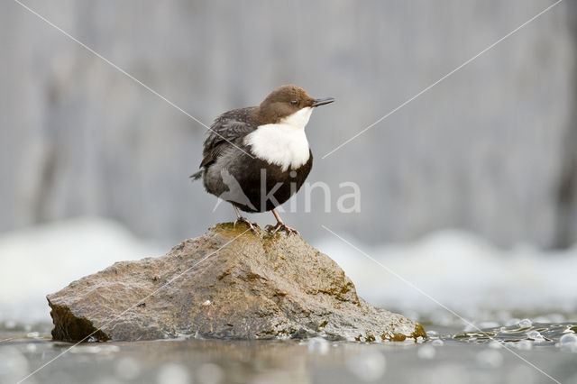 White-throated Dipper (Cinclus cinclus)