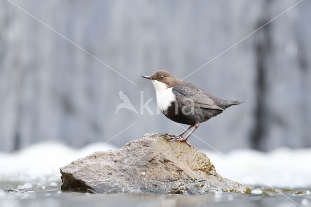 White-throated Dipper (Cinclus cinclus)