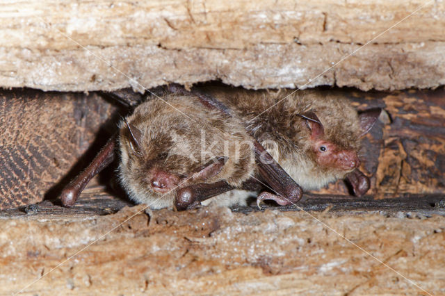 Watervleermuis (Myotis daubentonii)