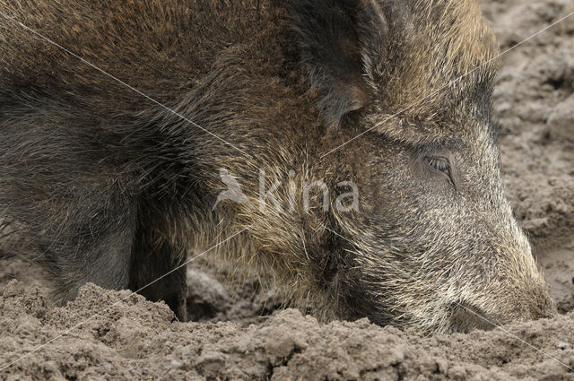 Wild Boar (Sus scrofa)