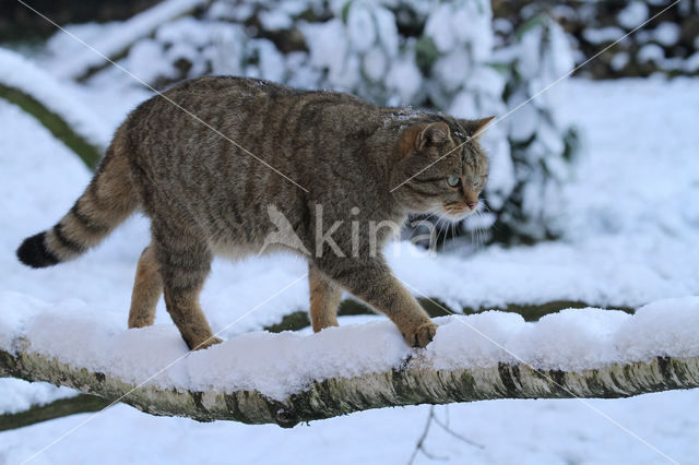 Wilde kat (Felis silvestris)