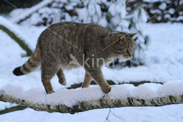 Wilde kat (Felis silvestris)