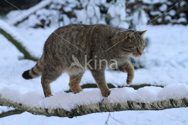 Wilde kat (Felis silvestris)