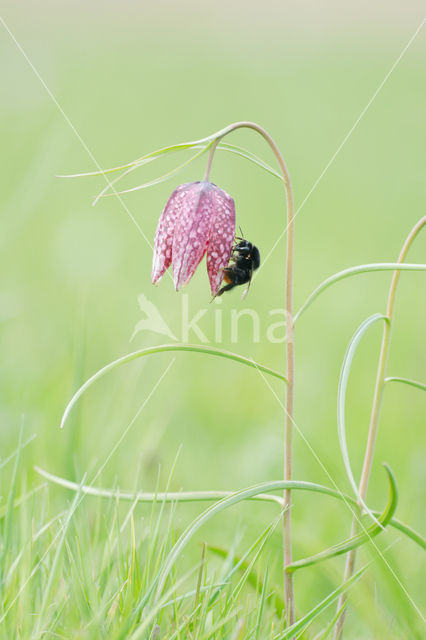 Wilde kievitsbloem (Fritillaria meleagris)