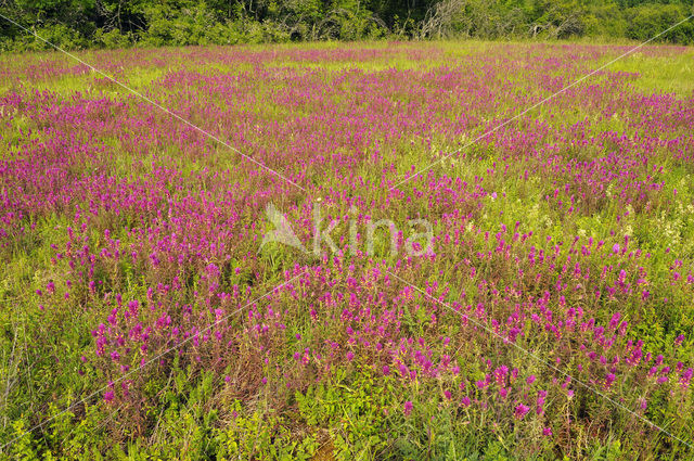 Wilde weit (Melampyrum arvense)