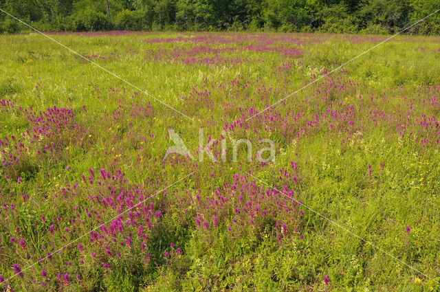 Field Cow-wheat (Melampyrum arvense)