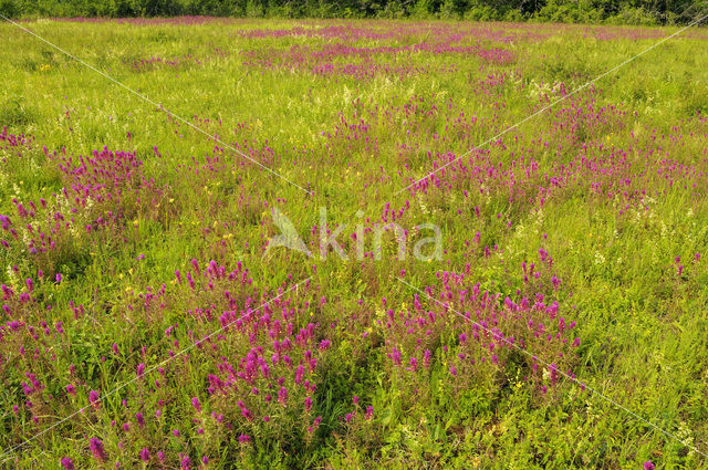 Wilde weit (Melampyrum arvense)