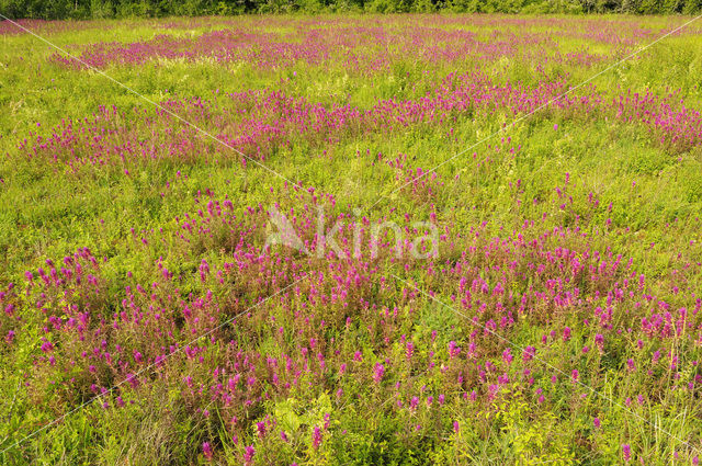 Wilde weit (Melampyrum arvense)