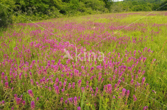 Field Cow-wheat (Melampyrum arvense)