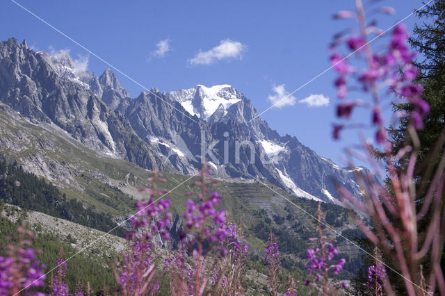 Wilgeroosje (Chamerion angustifolium)