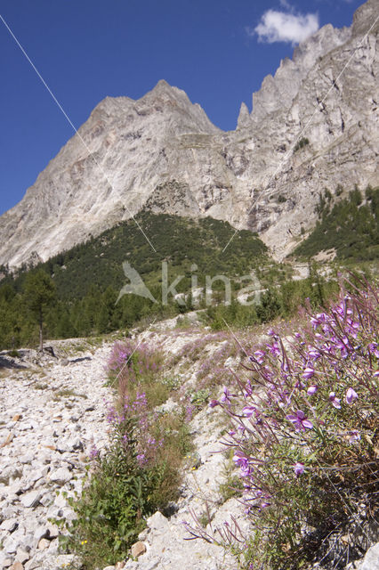 Wilgeroosje (Chamerion angustifolium)