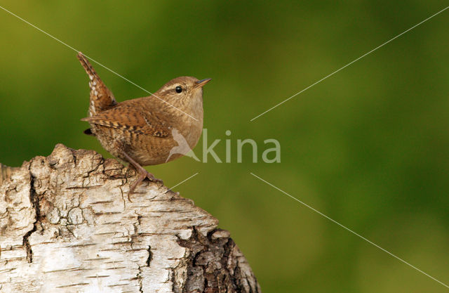 Winterkoning (Troglodytes troglodytes)