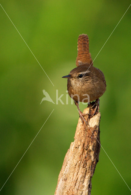 Winterkoning (Troglodytes troglodytes)