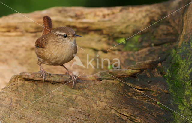 Winterkoning (Troglodytes troglodytes)