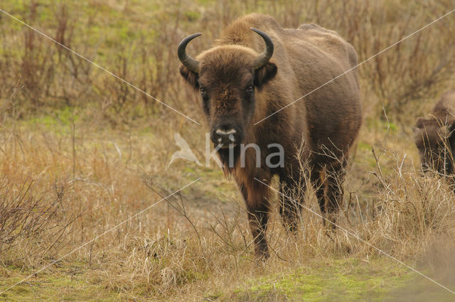 Wisent (Bison bonasus)