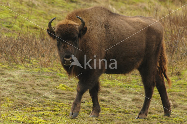 European Bison