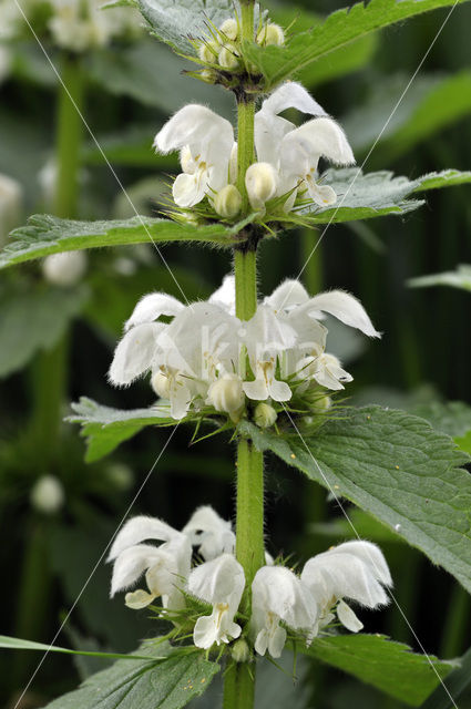 Witte dovenetel (Lamium album)