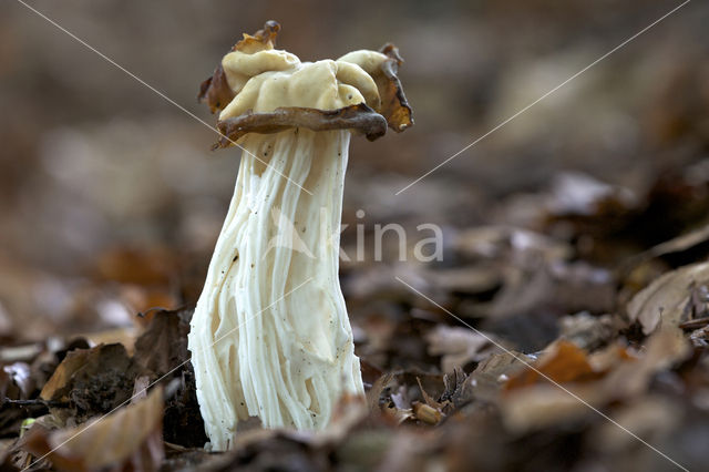 Witte kluifzwam (Helvella crispa)