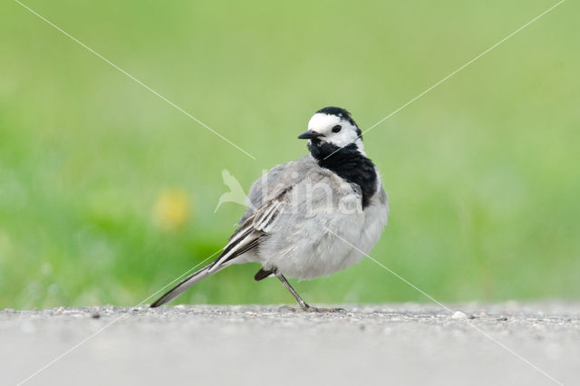 Witte Kwikstaart (Motacilla alba)