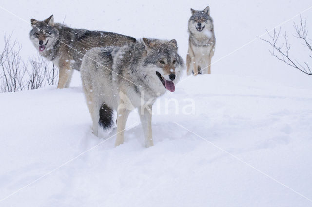 Grey Wolf (Canis lupus)