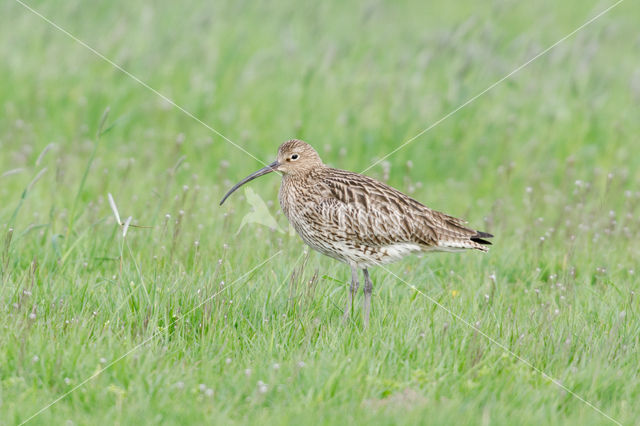 Eurasian Curlew (Numenius arquata)