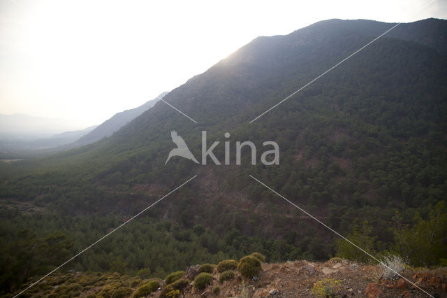 Yayla