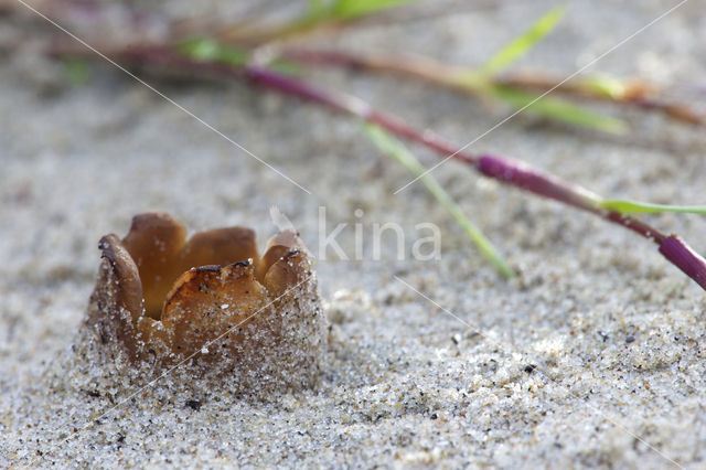 Zandtulpje (Peziza ammophila)