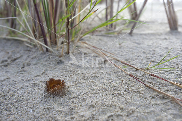 Zandtulpje (Peziza ammophila)