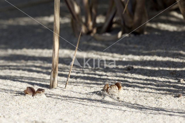 Zandtulpje (Peziza ammophila)