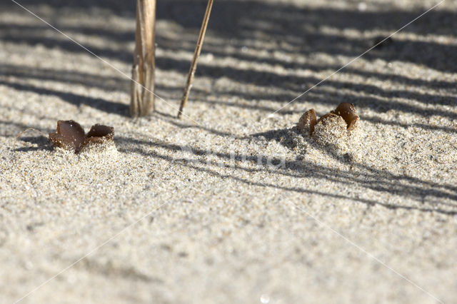 Zandtulpje (Peziza ammophila)