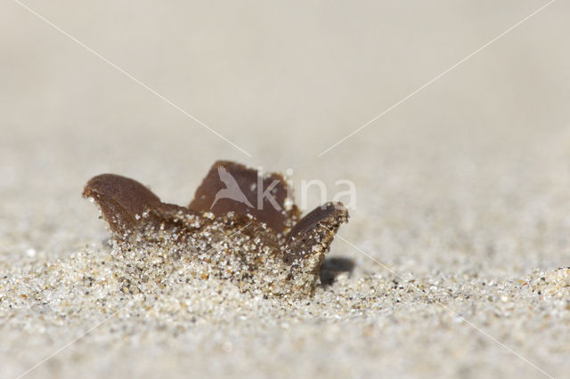 Zandtulpje (Peziza ammophila)