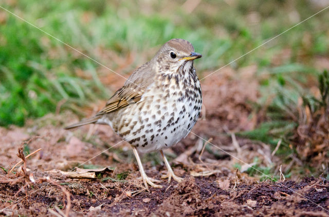 Song Thrush (Turdus philomelos)