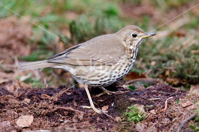 Zanglijster (Turdus philomelos)