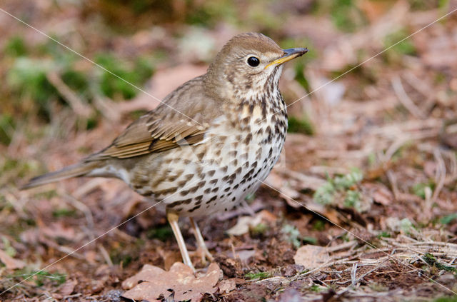 Song Thrush (Turdus philomelos)