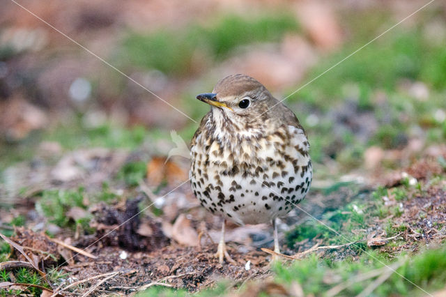 Zanglijster (Turdus philomelos)