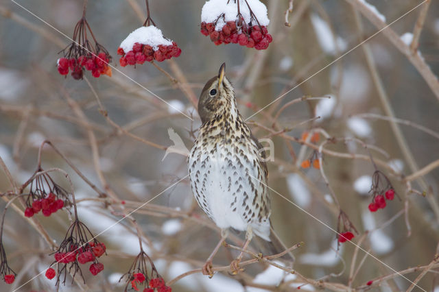 Zanglijster (Turdus philomelos)