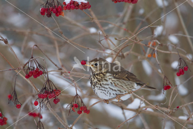 Zanglijster (Turdus philomelos)