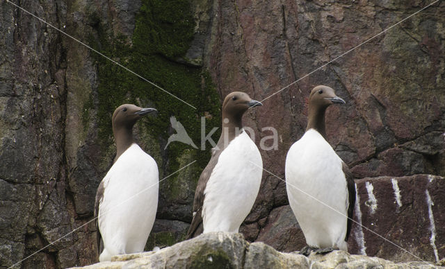 Guillemot