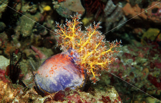 sea cucumber (Holothuria spec.)