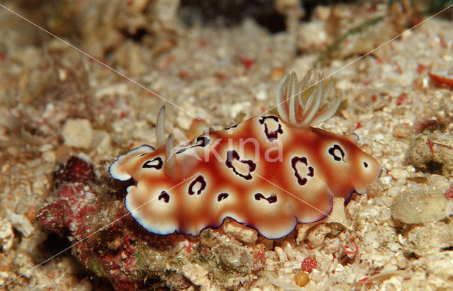 nudibranch (Chromodoris leopardus)